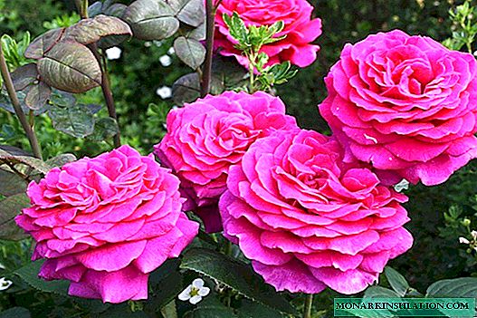 Rosa Big Purple (Granda Purpuro) - priskribo de la varieca planto