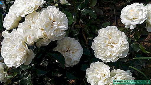 Роза Blanc Meillandecor - хусусиятҳои фарҳангӣ