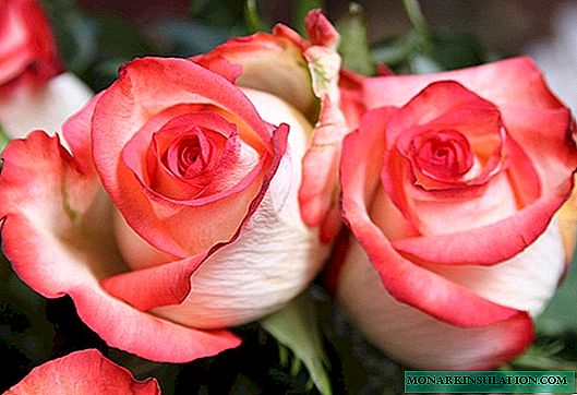 Rose ront (ront) - deskripsyon ak karakteristik varyete