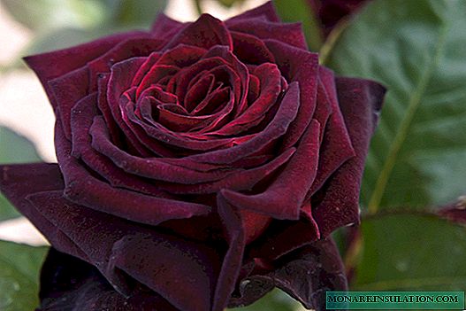 Rose Black Baccara (Black Baccara) - vario priskribo