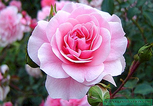 Rose Bonica (Bonica) - kia floribunda ĝi estas