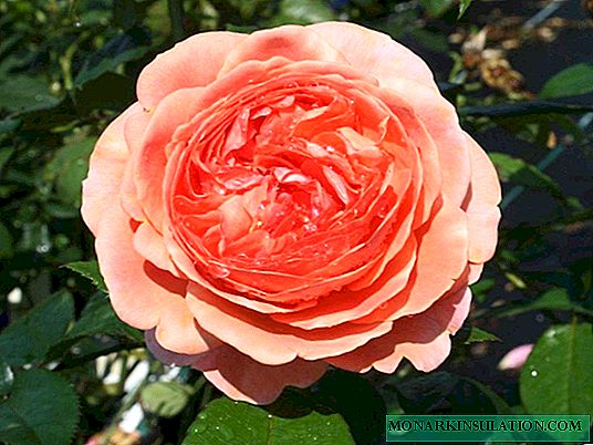 Chippendale Rose (Chippendale) - varietal characteristics Bush