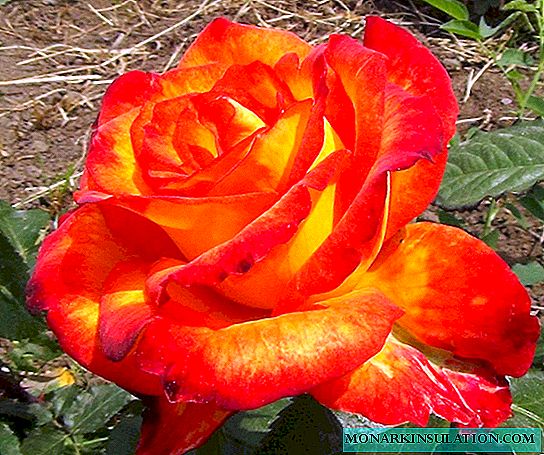 Rosa Sirk (Sirk) - çeşidli bitkinin xüsusiyyətləri