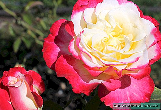 Rosa Double Delight - toir ornáideacha ag fás