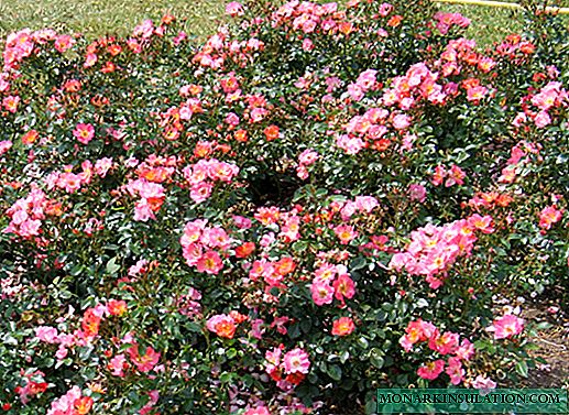 Rose Jazz (Jazz) - ciri tina varietal shrubs