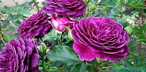 Rose Ebb Tide (Ebb Tide aŭ Purple Eden) - plantado kaj prizorgado