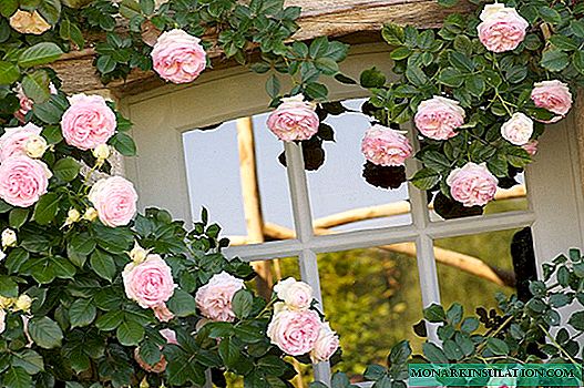 Rose Eden Rose (Eden Rose) - cov lus piav qhia thiab cov yam ntxwv ntawm ntau yam