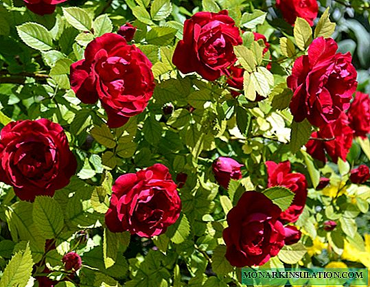 Роуз Фламенманц - садење и грижа, како да се намали по цветни