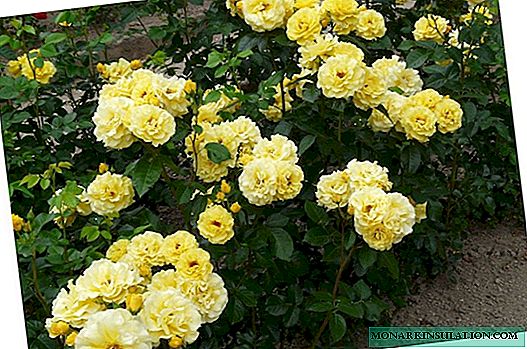 Rose Freesia (Friesia) - របៀបថែទាំរុក្ខជាតិចម្រុះ