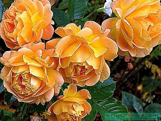 Rose Goldelse - kia floribunda ĝi estas