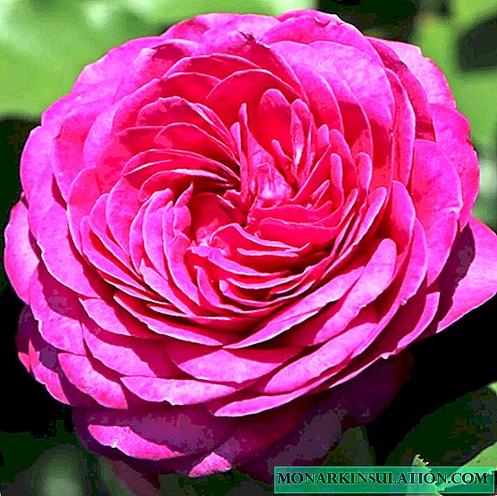 Rosa Heidi Klum - karakteristikat e floribunda
