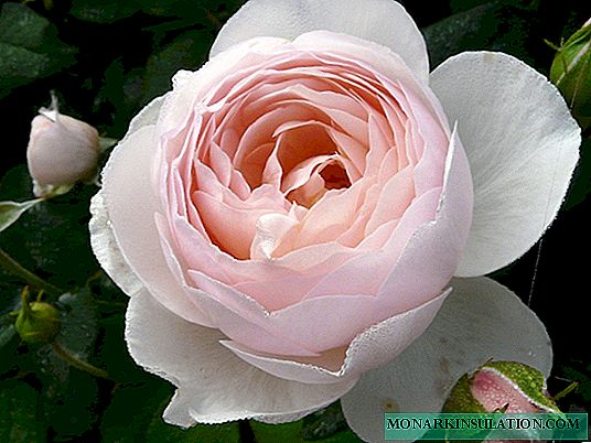 Rosa merosi (Merosi) - mushk xilma-xilligining xususiyatlari