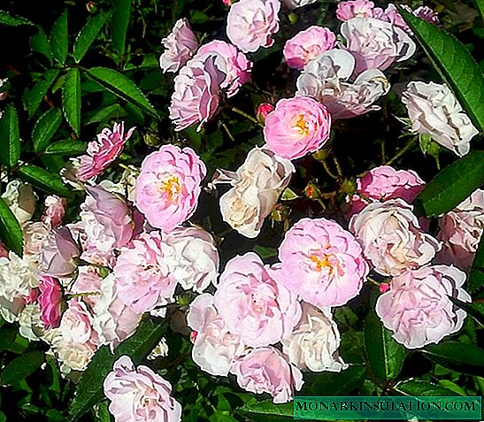 Rosa Heavenly Pink: descrición de grao