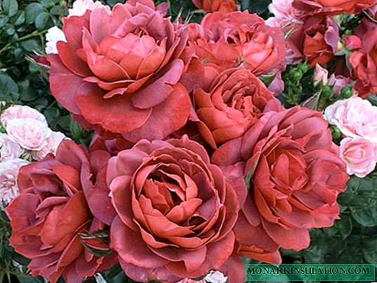 Роза Топла чоколадо (Топла чоколада) - опис на сортен цвет