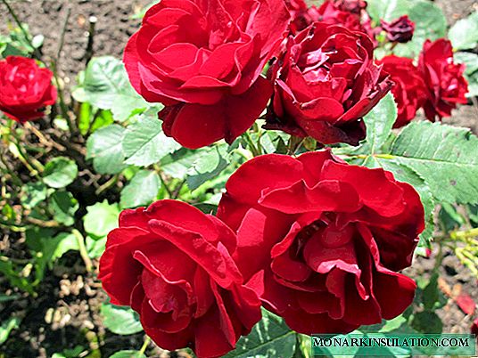 Pho Hyumaniti spes Rose (speres Humanity) - descriptio varietatum