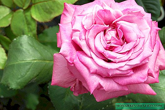 Claudii Brasseur Rose (Claudii Brasseur) - gradus habet