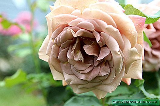 Роза Коко Локо (Коко Локо) - опис на сортен цвет