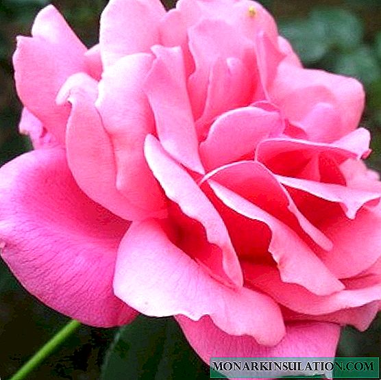Rose Queen Elizabeth - Descrición dunha planta varietal