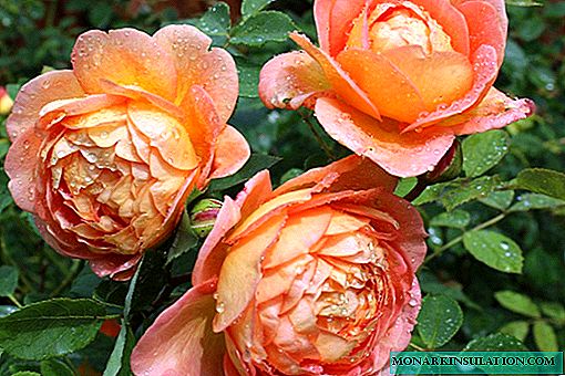 महिलाको शलोट गुलाब - एक झिल्लीको विशेषता