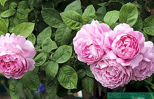 Rose Mary Rose (Mary Rose) - barietatearen eta ezaugarrien deskribapena