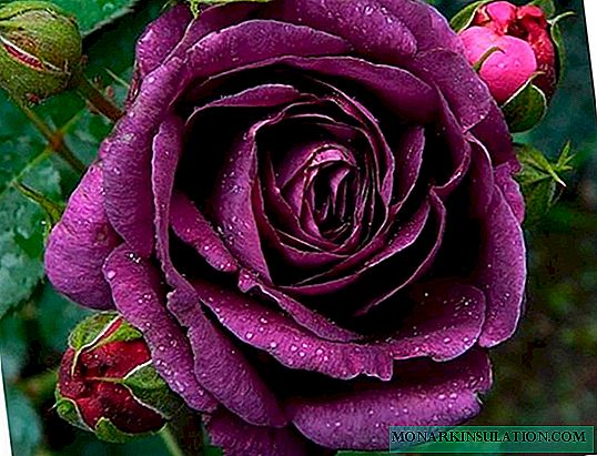 Rosa Minerva - floribunda sing tuwuh