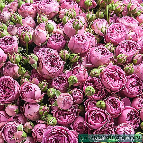 Меурчиња од Роза Мисти - опис на украсна сорта