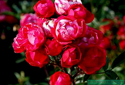 Роза Морсдаг (Morsdag) - газрын бүрхэвч бүхий ургамлын сорт