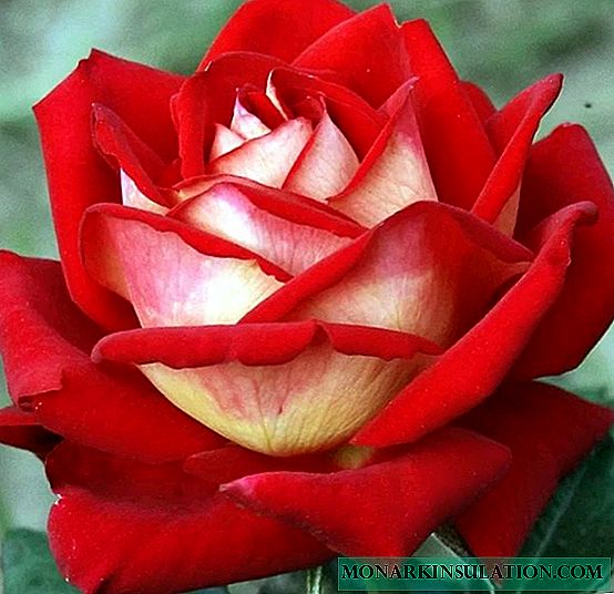Rosa moda berria (moda berria) - ezaugarriak floribunda