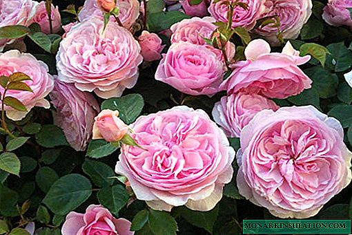 Si Rose Olivia rosas (rosas na rosas) - isang paglalarawan ng varietal shrub