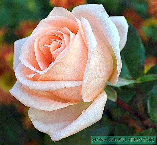 Osiana Rose (Osiana) - a Hybrid varietates descriptionem