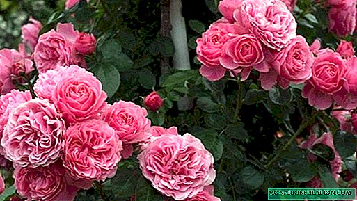 Роза шеруі (шеру) - климингтің алуан түрінің сипаттамасы