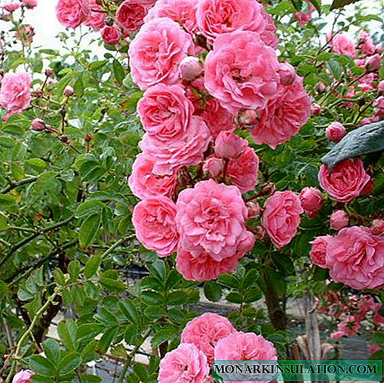 Rose Penny Lane - Янз бүрийн ургамлын шинж чанар