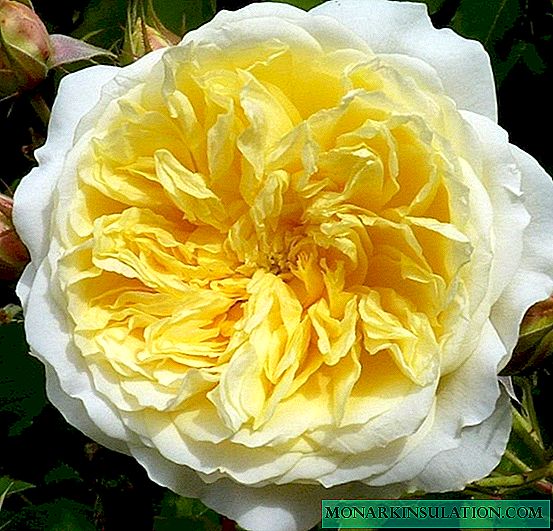 Rose Pilgrim (The Pilgrim) - uiga o laau eseese varietal