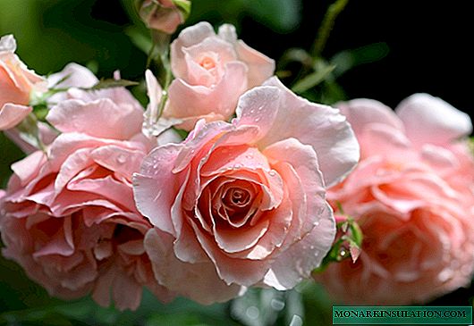 Роза поезија (Пози) - има култура на грмушка