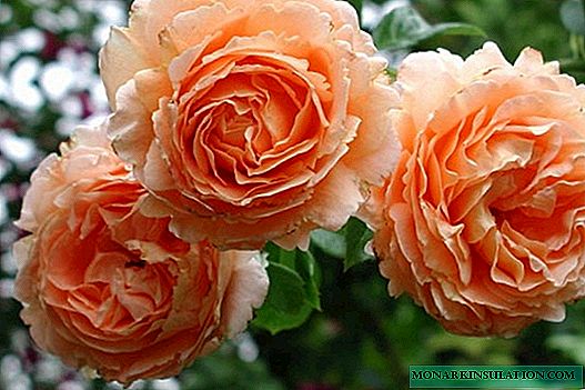 Rose горошек (Polka) - өзгөчө популярдуу гүл