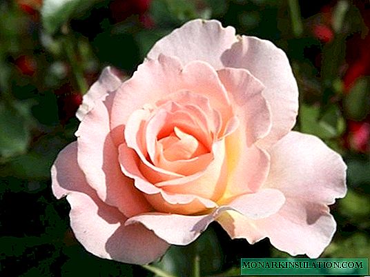 Роза Рококо (Рококо) - сорттың сипаттамасы және оның сорттары