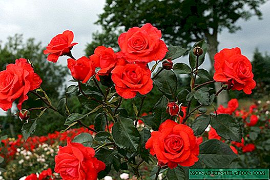 Salita Rose (Hebrew) - notae medio rubi features