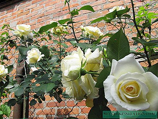 Shneevaltser Rose (Schneewalzer) - superponere et cura condiciones