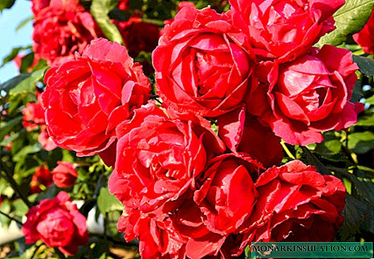 Rosa Scarlet - cur síos ar an éagsúlacht dreapadóireachta