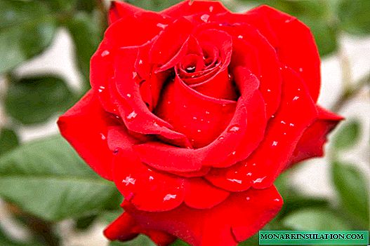 गुलाब सोफिया लोरेन (सोफिया लोरेन) - भेरिएटल बुशको वर्णन