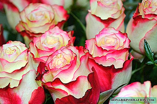 Rosa Sweetness (Sweetness) - pedaran ngeunaan rungkun varietal