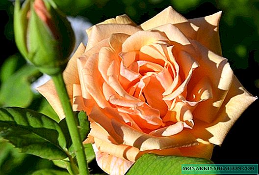 Rosa Talea (Talea) - karakteristike i karakteristike cvijeta
