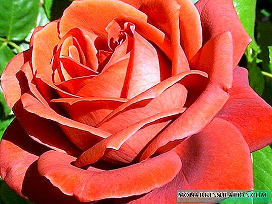 Роза Терракотта - шай гибридті әртүрлілігінің сипаттамасы