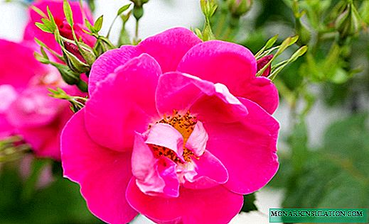 Rose William Baffin - Descricións da variedade