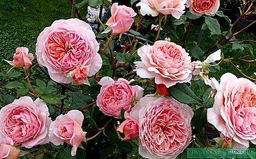 Rosa William Morris - Litšobotsi tsa Setso