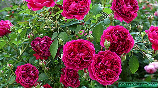 Rosa William Shakespeare (William Shakespeare) - cov yam ntxwv ntawm hav zoov varietal