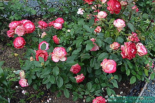 गुलाब ज्युबिली प्रिन्स डी मोनाको - हे कोणत्या प्रकारचे प्रकार आहे