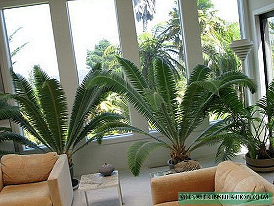 Cycas palmwydd Saga - gofal cartref