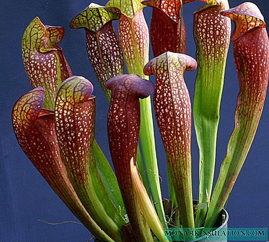 Sarracenia purpur - ki jan nan swen pou yon plant