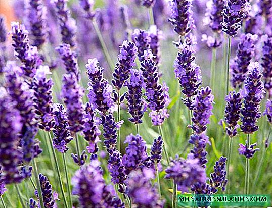 Lavender tsaba - menene seedlings yayi